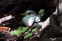 White-billed Tropicbird.20161128_6324