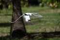 White-tailed Tropicbird.20161120_DSC3851