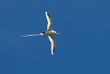 White-tailed Tropicbird.20161120_DSC3858