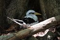 White-tailed Tropicbird.20161128_6332
