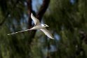 White-tailed Tropicbird._20161123DSC4614