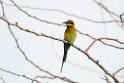 Blue-tailed Bee-eater.20131201_0437