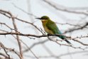 Blue-tailed Bee-eater.20131201_0439