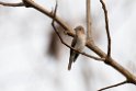 Brown flycatcher.20131201_0381