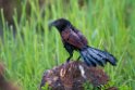 Greater Coucal.20131201_0493