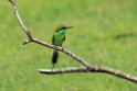 Little Green Bee-eater.20131129_0147