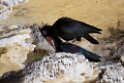 Eremit ibis.20170323_6991