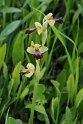 Ophrys fusca.20170322_6762