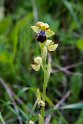 Ophrys fusca.20170322_6767