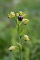 Ophrys fusca.20170322_6786
