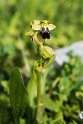 Ophrys fusca.20170322_6804