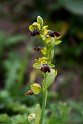 Ophrys fusca20170322_6768