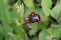 Ophrys specolum.20170322_6790