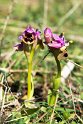 Ophrys tenthredenifera.20170322_6736