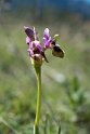 Ophrys tenthredenifera.20170322_6741