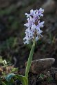 Orchis provencialis.20170322_6747
