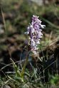 Orchis provencialis.20170322_6750
