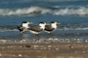 Great Crested Tern.20140222_7636