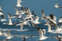 Terns and gulls.20140222_7599