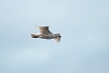 Glaucous Gull.20120613_1766
