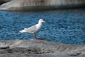 Glaucous Gull.20120613_1775