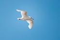 Glaucous Gull.20120613_1807