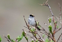 Golden-crowned Sparrow.20120610_1171