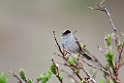 Golden-crowned Sparrow.20120610_1173