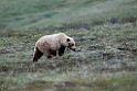 Grizzly.20120618_2636