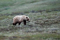 Grizzly.20120618_2639