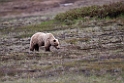Grizzly.20120618_2649