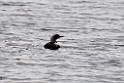 Pacific loon.20120610_1110
