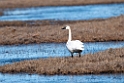 Whistling Swan.20120612_1515