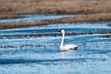 Whistling Swan.20120612_1521