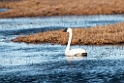 Whistling swan.20120612_1504
