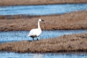 Whistling swan.20120612_1519