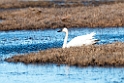 Whistling swan.20120612_1524