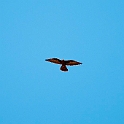 Black Falcon.20101102_3192