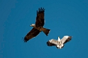 Black Kite and Masked Lapwing.20101101_2561