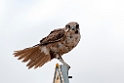 Brown Falcon.20101030_1814