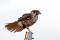Brown Falcon.20101030_1822