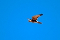 Brown Falcon.20101101_2613