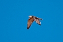 Brown Falcon.20101101_2620