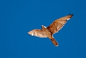 Brown Falcon.20101101_2665