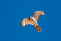 Brown Falcon.20101101_2670