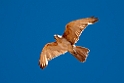 Brown Falcon.20101101_2672