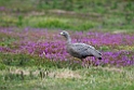 Cape Barren Goose.20101111_4058