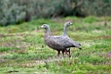 Cape Barren Goose.20101111_4077