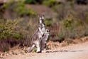Common Wallaby.20101104_3260