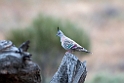 Crested Pigeon.20101030_1915